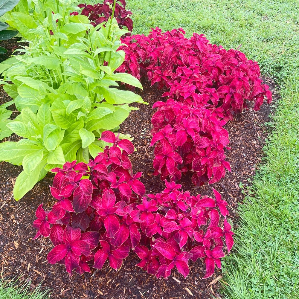 Meet your Posher, Camille